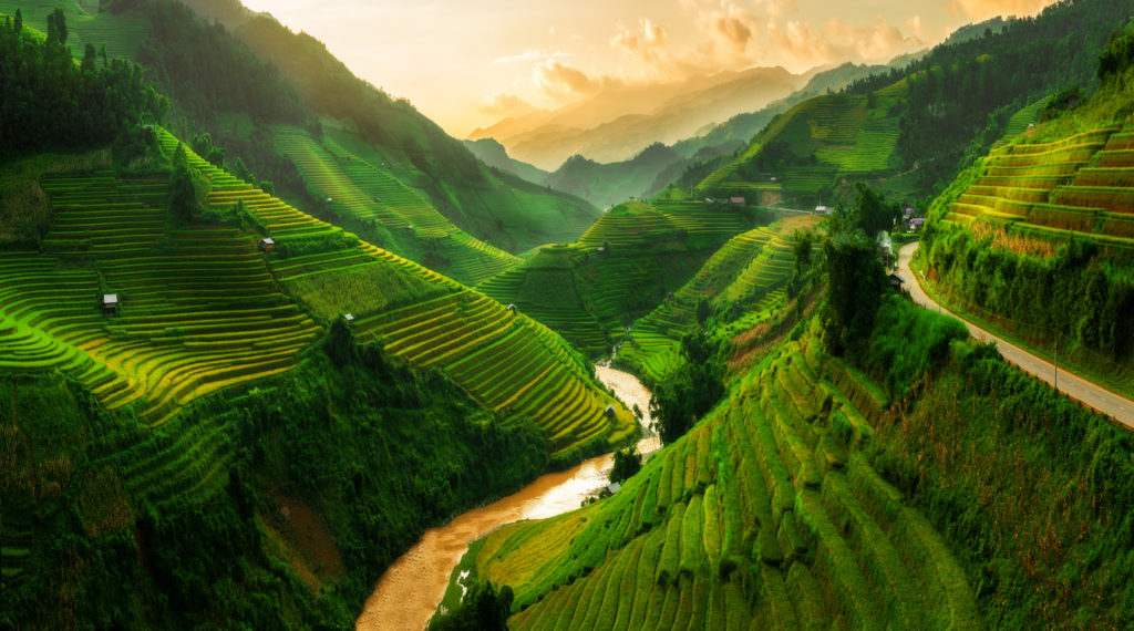 Rice fields, Vietnam